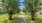 courtyards with walking pass, green grass and trees